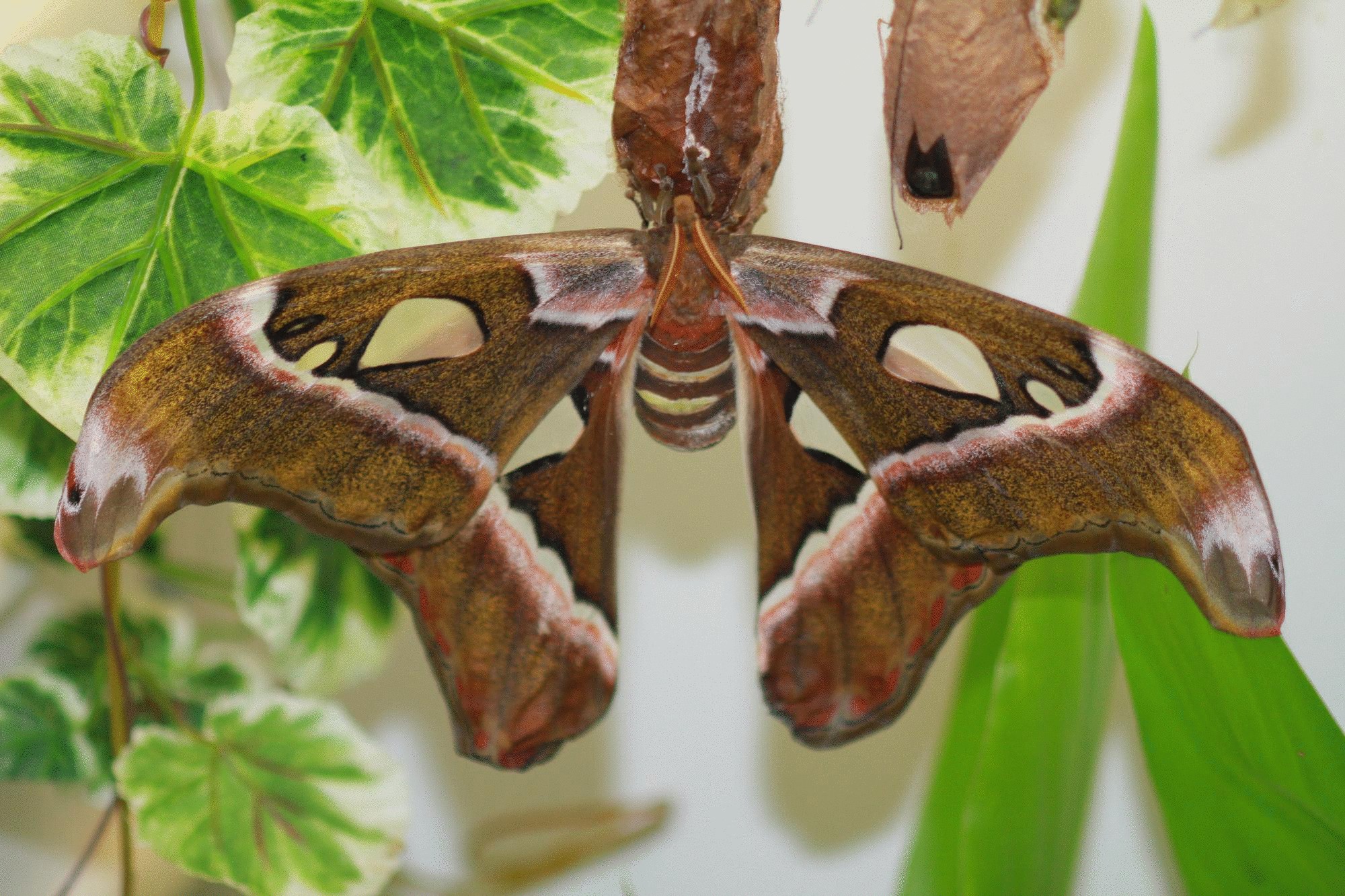 Крупные бабочки фото. Имаго бабочки павлиноглазки. Бабочка Павлиноглазка атлас. Павлиноглазка атлас Attacus Atlas.