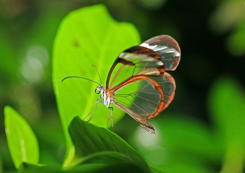 Самое удивительное существо на планете: стеклянная бабочка