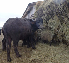 Ольга Друганина. «Аннушкина ферма»