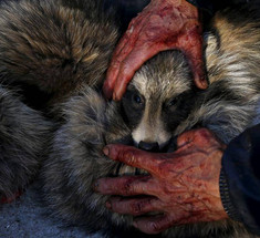 Шокирующий фоторепортаж: Производство меха в Китае 