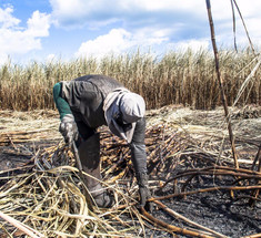 Стало известно, как европейцы делают автомобильное масло из сахара