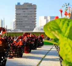 Городская ферма на крыше в Тель-Авиве производит 10 000 голов салата каждый месяц