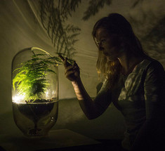 «Живой свет» — растения-лампы