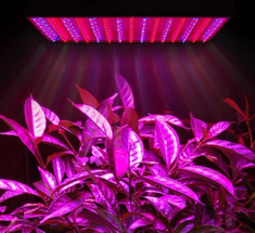 Фитолампы: лампы для комнатных растений и подсветки рассады