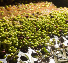 Отходы оливкового масла как биотопливо 
