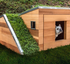 Собачья будка с живой крышей