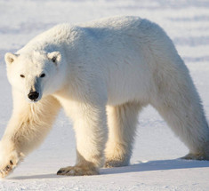 В Китае разработали уникальный утеплитель по образу меха белого медведя