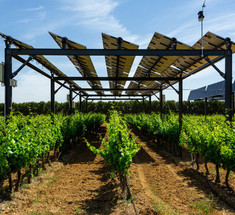 Хороший год для солнца: Агривольтаика в виноградниках