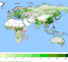 Индия и Китай: треть новой растительности в мире создается здесь