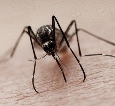 Почему комары пьют нашу кровь?