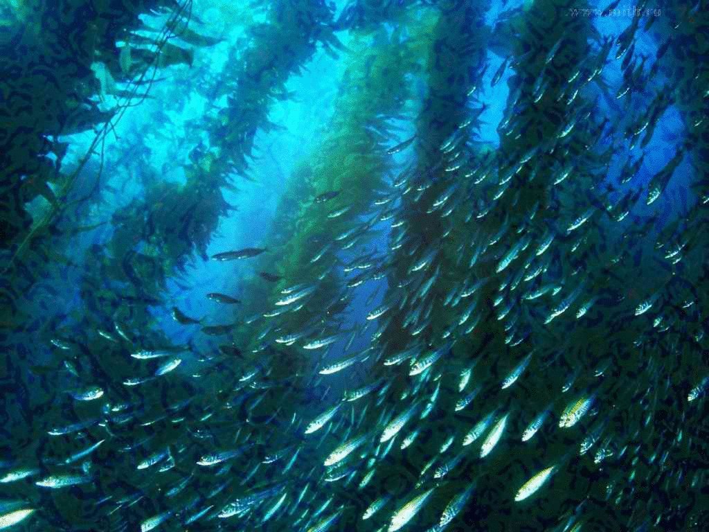 Климатические изменения повлияют на рыбу