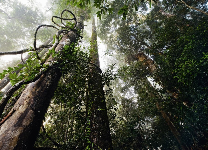 Остров зеленых катастроф Остров зеленых катастроф