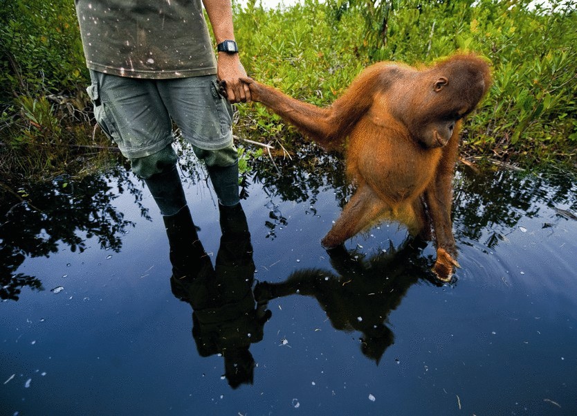 Остров зеленых катастроф Остров зеленых катастроф