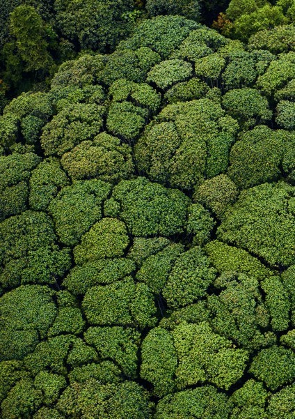 Остров зеленых катастроф Остров зеленых катастроф