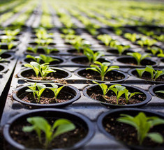 Выращивание рассады: когда сеять овощи