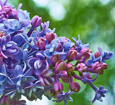 6 цветущих садов в Москве