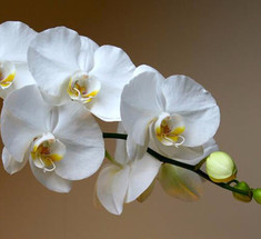 Как ухаживать за орхидеей Фаленопсис круглый год