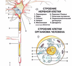 Нервная ткань: управление всеми процессами в организме