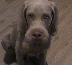 Что делать, если  вашу собаку укусила оса