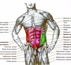 Осанка и мышцы живота. Самое вредное упражнение для позвоночника