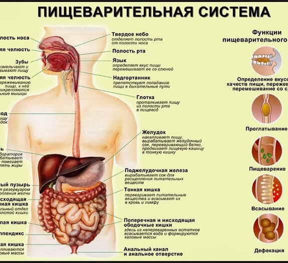 Строение жкт у человека схема расположения у женщин фото с названиями и описанием