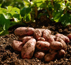 Как посадить картофель под зиму для суперраннего урожая