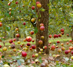  Ведро с яблоками: замечательная притча, которую хочется цитировать