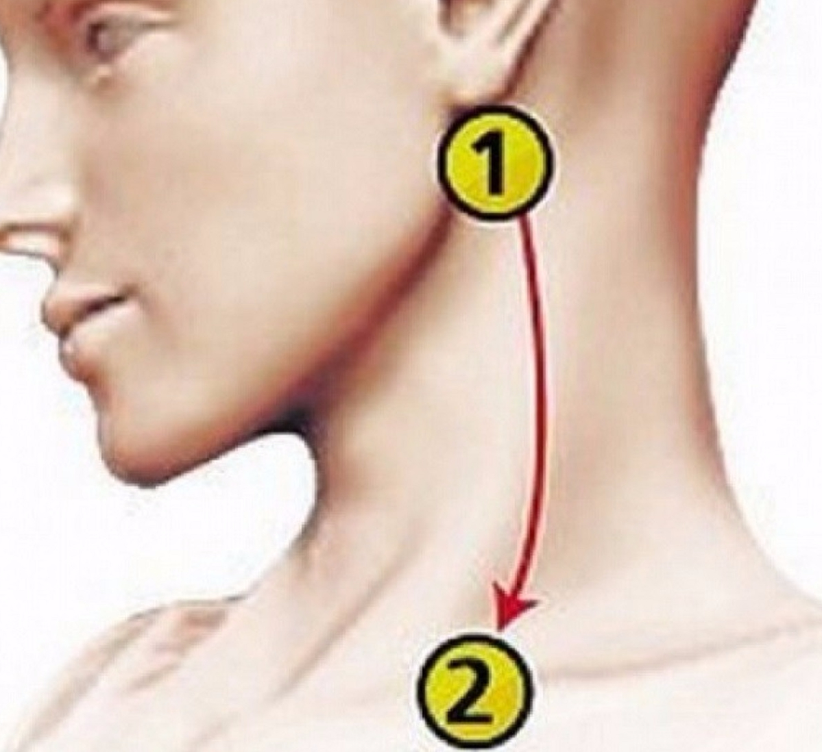 Упражнения для профилактики шейного хондроза. Миофасциальные триггерные точки головы. Давит шею и уши. Шейный остеохондроз и головная боль. Давит шею и уши.
