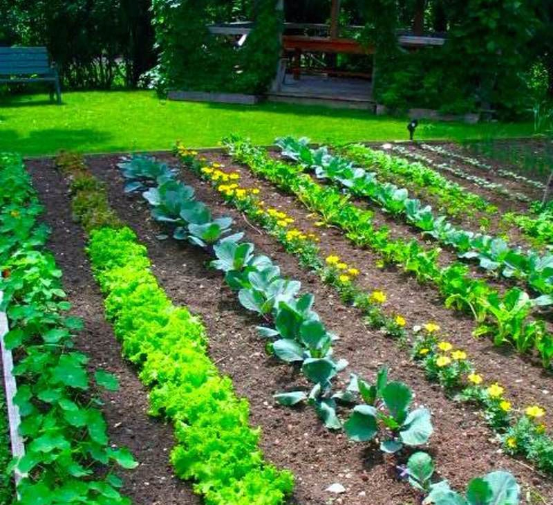 как правильно выращивать овощи