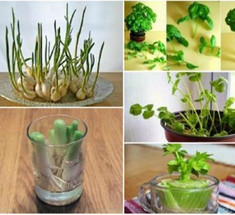 15 овощных культур, которые можно вырастить заново на подоконнике