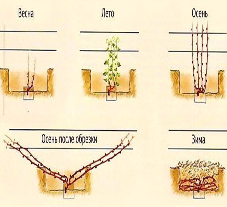 Как формировать виноград фото