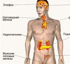 Эндокринные железы — «ДИКТАТОРЫ» СУДЬБЫ