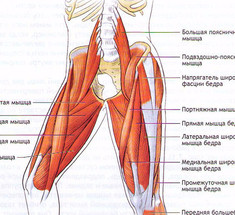 Гребенчатая мышца: точки напряжения и снятие боли