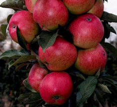 Идея бизнеса: колоновидные яблони высокой урожайности 