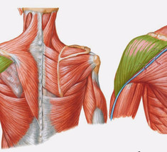 4 простые упражнения при болях в плечах и пояснице