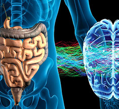 Микрофлора кишечника – главный регулятор мозга