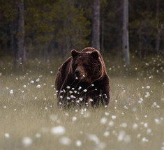 Хорхе Букай: История о медведе