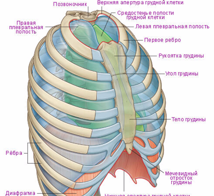 Впалая грудная клетка фото
