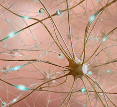 Как работает мозг: Переобученные нейросети