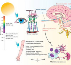 Уроканиновая кислота: от солнца и кожи до мозга
