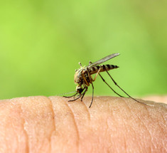 Средства от комаров, которые не навредят здоровью