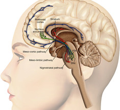 Триединый мозг как карта психических травм