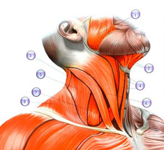 Упражнения, которые разгладят морщины на шее и увеличат угол поворота головы