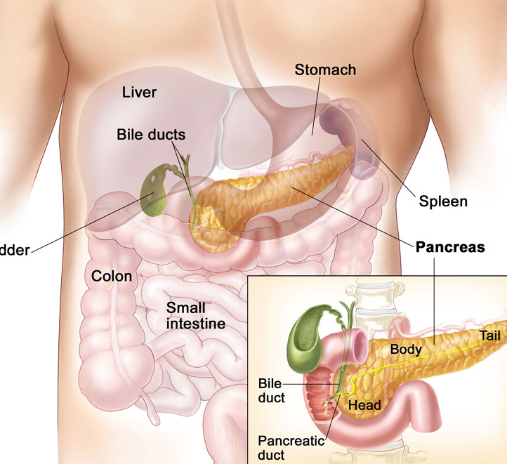Покажи картинку поджелудочной железы. Поджелудочная железа человека. Желчный пузырь и поджелудочная железа. Поджелудочная железа анатомия человека.