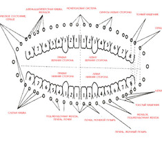 Как связаны зубы и внутренние органы согласно древней китайской методике 