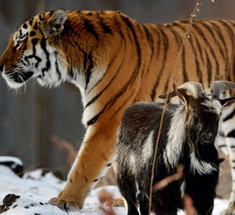 Тигр Амур и козел Тимур: победила дружба