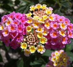Необычный цветок лантана в Вашем саду