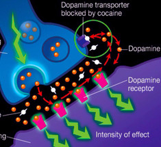 Дофаминовый наркотик: вся правда о позитивном мышлении!