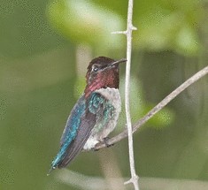 Самая маленькая птичка - колибри