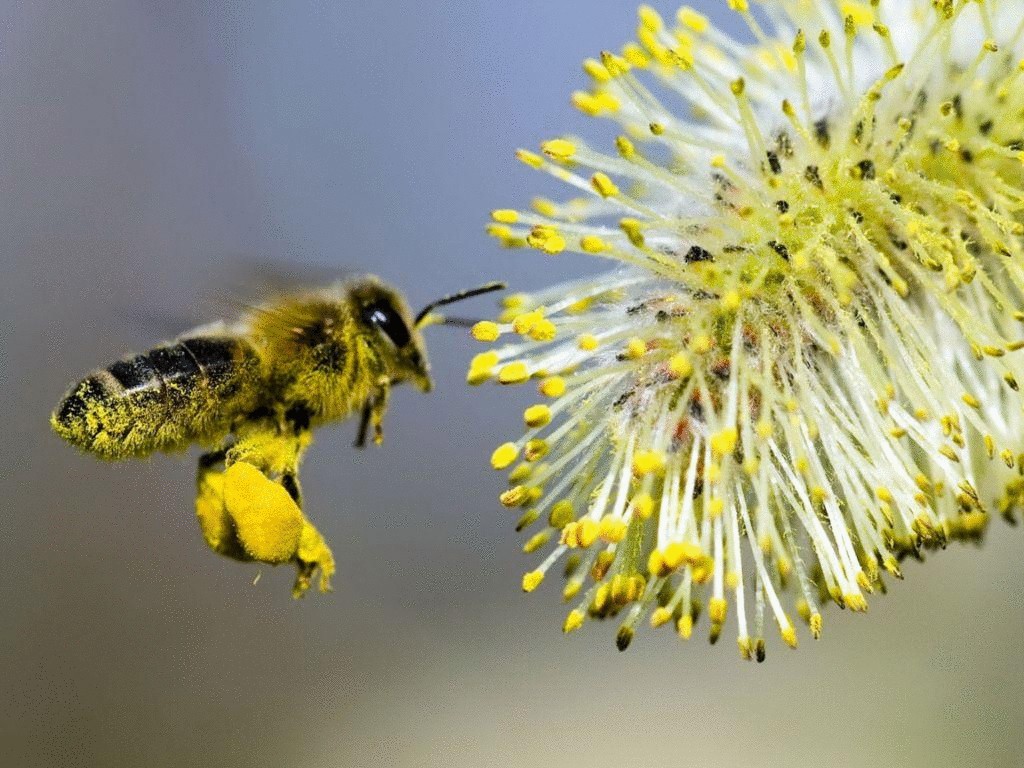 Как пчелы добывают мед ?